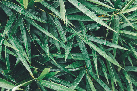 Vibrant green bamboo leaves glisten with water droplets, creating a fresh and lively natural scene. Ideal for themes of nature, tranquility, and growth.の写真素材