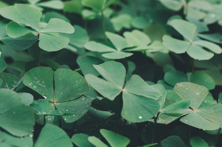 Discover a serene image of lush green clover leaves adorned with dew drops, capturing the essence of nature's beauty in a tranquil outdoor setting.の写真素材