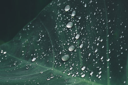 This image showcases exquisite water droplets resting on a lush green leaf, highlighting the beauty of nature. Perfect for themes related to freshness and ecology.の写真素材