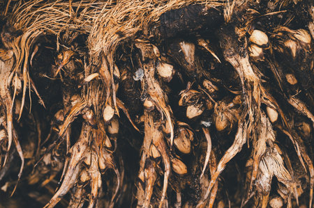 A close-up view of exposed organic roots, showcasing intricate textures and natural colors. Perfect for environmental and agricultural themes.の写真素材