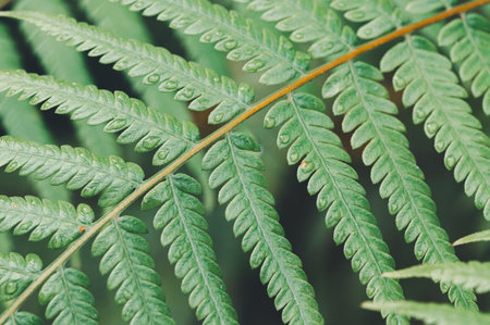 Discover the intricate details of fresh green fern leaves showcased in this close-up image. Perfect for themes of nature, tranquility, and botanical beauty.の写真素材