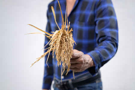 A close-up view of a person's hand holding fresh grain, showcasing agricultural labor and the beauty of nature. Perfect for themes of sustainability.の写真素材