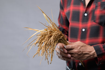 A person wearing a casual red plaid shirt holds a bunch of dried rice grains. This image captures the essence of agriculture and organic farming practices, showcasing nature's bounty.の写真素材