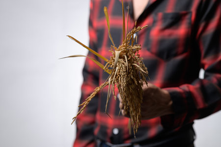 A farmer showcases a bundle of wheat in a rustic setting, highlighting the connection between nature and agriculture. This image captures the beauty of harvest season.の写真素材