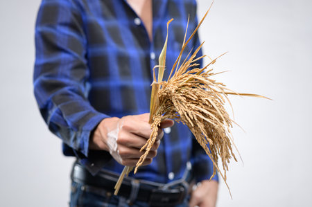 A farmer proudly holds freshly cut rice stalks in his hands, showcasing agricultural dedication and the beauty of natural food cultivation.の写真素材