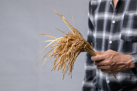 A person holding a bundle of dried rice stalks, showcasing the beauty of agriculture and harvesting. The image captures a close-up view against a neutral backdrop.の写真素材