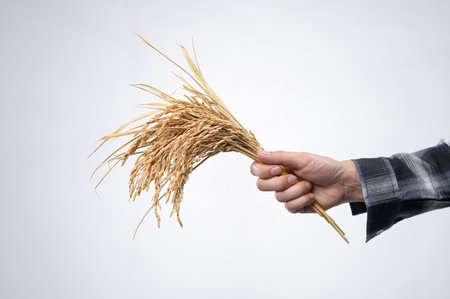 A close-up view of a hand holding freshly harvested rice stalks, showcasing the natural grains. The image captures the essence of agriculture and food sustainability.の写真素材