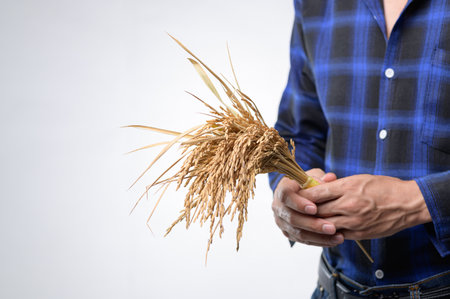 A person holds a bundle of fresh rice stalks in their hands, showcasing the beauty of agriculture and farming while dressed in a blue checkered shirt.の写真素材