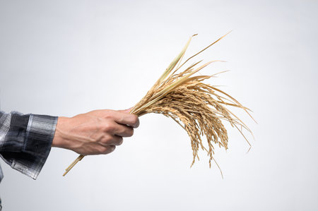 A hand holding a beautiful bundle of dried wheat and grain showcasing natural beauty and agricultural essence. Perfect for themes of farming and tradition.の写真素材