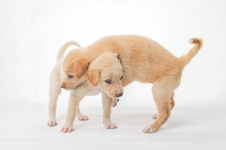Two adorable puppies engage in playful interaction, showcasing their lively spirit and joyful innocence. These young animals represent companionship and warmth.の写真素材