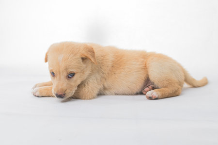 This adorable golden puppy rests peacefully on a white background, showcasing its soft fur and charming expression. Perfect for animal lovers.の写真素材
