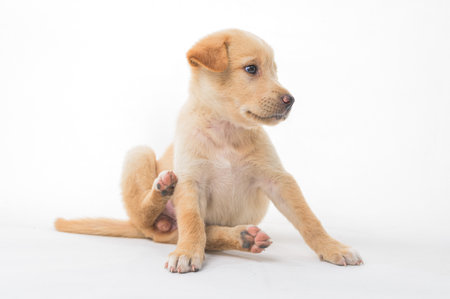 A charming light brown puppy sits gracefully while grooming itself. This playful and curious young dog showcases a soft fur texture and joyful expression, perfect for pet-related themes.の写真素材