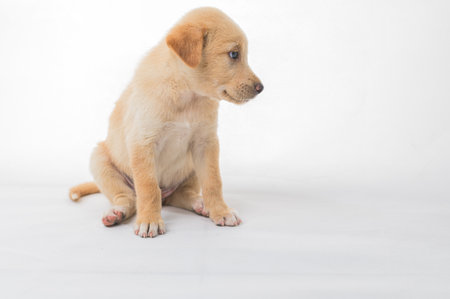 A charming golden puppy sits sideways against a clean white backdrop, showcasing its soft fur and curious expression. Perfect for animal lovers.の写真素材