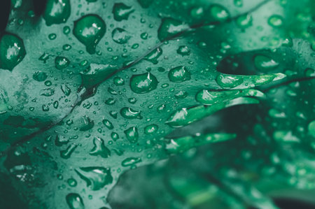 This close-up image showcases a fresh green leaf adorned with glistening water droplets, capturing the beauty and vibrancy of nature's detail for various creative uses.の写真素材