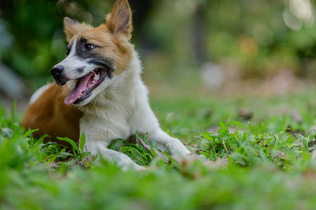 A cheerful dog lies comfortably on lush green grass, enjoying a sunny day. The scene captures the essence of relaxation and playful spirit in nature.の写真素材
