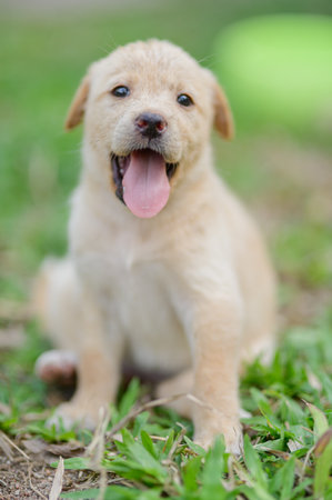 This charming light yellow puppy sits happily on a grassy field, showcasing its playful spirit and innocence. A heartwarming portrait of youth and joy.の写真素材