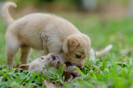 Two playful puppies engage in joyful interactions on a grassy field. Their lively behavior showcases the innocence and joy of young animals exploring nature.の写真素材