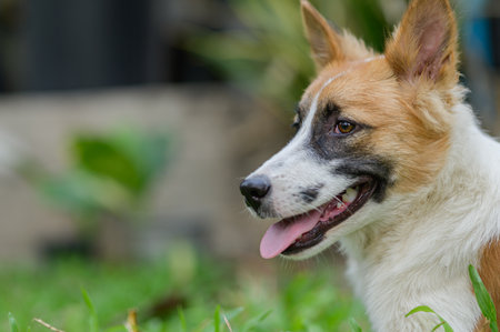 A close-up view of a playful dog enjoying a sunny day in green grass. The dog's fur is vibrant, and its expression reflects happiness and curiosity in a natural setting.の写真素材