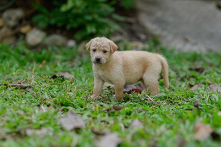 A cute light-colored puppy explores its natural surroundings, showcasing innocence and curiosity. The lush green grass provides a joyful backdrop for this playful moment.の写真素材