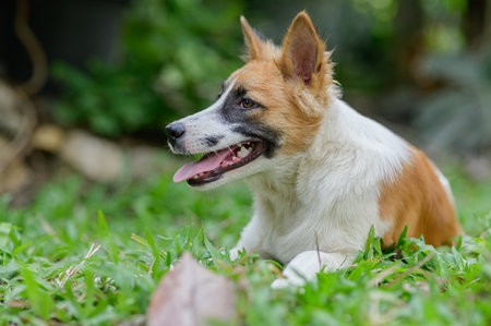 A friendly dog lies on lush green grass, enjoying a sunny day in a natural setting. Its playful expression and relaxed stance highlight the joy of outdoor life.の写真素材