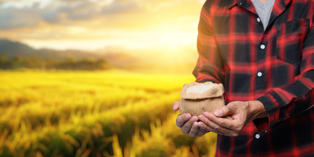 A farmer holds rice grains in a pouch against the backdrop of a vibrant sunrise over a lush field. This image captures the essence of agriculture and hard work.の写真素材
