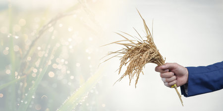 A businessman holds a bundle of freshly harvested rice, symbolizing agriculture's importance in commerce and trade, set against a soft natural backdrop.の写真素材