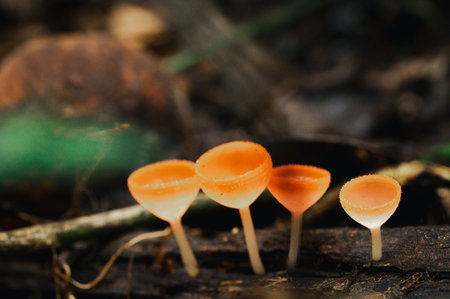 Capture the beauty of delicate orange fungi emerging from the forest floor, showcasing nature's intricate designs and the enchanting life of the woodland ecosystem.の写真素材