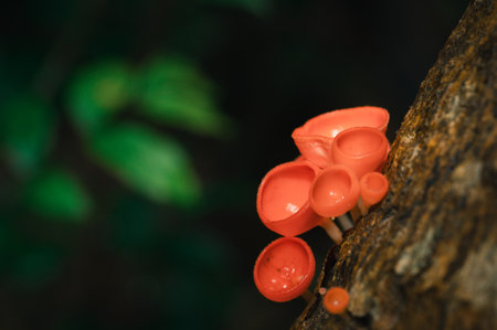 Discover the stunning beauty of vibrant pink fungi growing on tree bark in a lush forest setting. A delightful display of nature's diversity.の写真素材