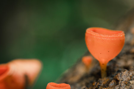 Close-up view of vibrant orange fungi emerging from mossy tree bark, showcasing intricate details of nature's beauty in a lush forest environment.の写真素材