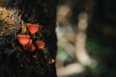 Discover the stunning beauty of vibrant red fungi growing on tree bark in a serene forest setting. This close-up shot captures the delicate details of nature's wonders.の写真素材
