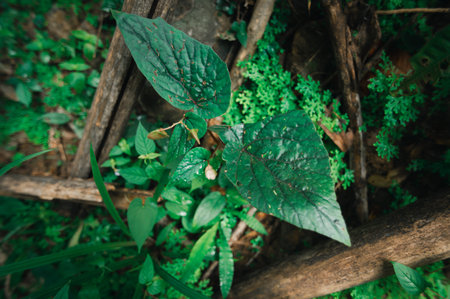 Discover the serene beauty of lush green leaves rising from the forest floor, showcasing vivid...