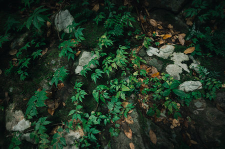 Discover the serene beauty of a natural waterfall site, filled with vibrant greenery and rich foliage. Experience peaceful moments in nature's embrace.の写真素材