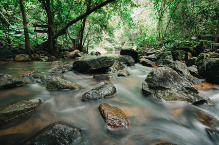 Discover the beauty of a serene waterfall hidden within a lush green forest. Experience the...