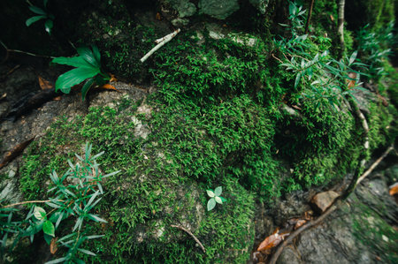 Discover the serene beauty of lush green moss covering rocks near a tranquil waterfall, capturing the essence of untouched nature and vibrant ecosystems.の写真素材