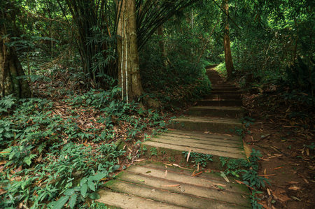Discover a tranquil pathway winding through dense jungle foliage, leading to a breathtaking...