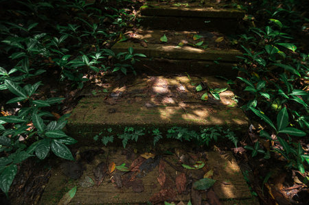 Discover a serene pathway surrounded by vibrant foliage and gentle sunlight, ideal for nature lovers...