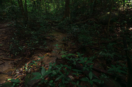 Immerse yourself in the serene atmosphere of a lush jungle pathway near a waterfall in Chiang Mai,...