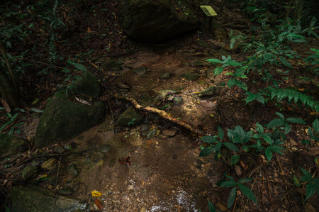 Discover the tranquil beauty of a hidden waterfall path in the lush greenery of Chiang Mai,...