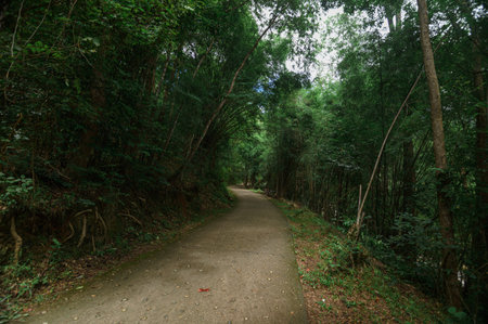 Discover a serene path winding through lush greenery near a captivating waterfall in Chiang Mai,...