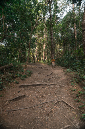 Discover a serene pathway surrounded by lush greenery leading to the enchanting Pha Dok Siew...