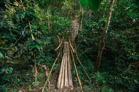 Experience the serene beauty of a rustic wooden bridge leading through a dense jungle near Pha Dok...