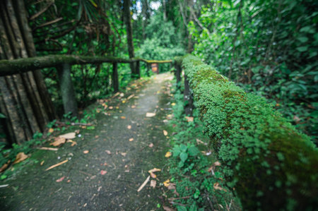 Discover a tranquil pathway in a lush green jungle in Chiang Mai, Thailand. This scenic route...