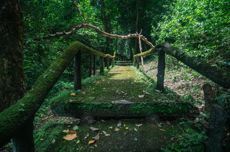 Discover a peaceful pathway surrounded by dense greenery in Chiang Mai, Thailand. This tranquil scene captures the beauty of nature, ideal for relaxation and exploration.の写真素材