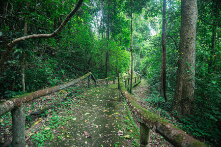 Explore a tranquil pathway through a vibrant forest in Chiang Mai, Thailand. Surrounded by lush...