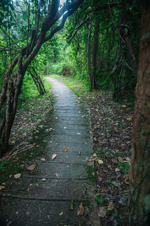 Discover a tranquil pathway winding through lush jungles in the Chiang Mai area, perfect for nature...