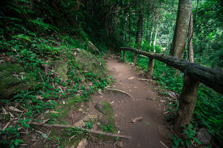 Discover a beautiful pathway through lush greenery leading to the serene Mok Fa Waterfall in Chiang...