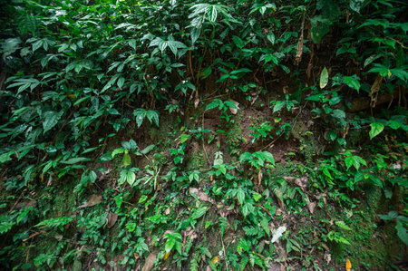 Explore the serene beauty of lush greenery at the waterfall area near Mok Fa in Chiang Mai,...