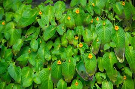 Discover the vibrant foliage and small flowers near the stunning Nang Rong Waterfall in Nakhon...