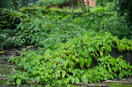 Discover a vibrant tapestry of lush greenery enveloping the pathway to Nakhon Nayok Waterfall,...