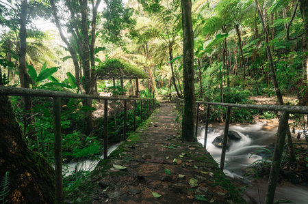 Experience the serene beauty of a hidden waterfall pathway in Chiang Mai, surrounded by lush...